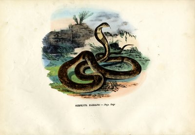 Egyptian Cobra, 1863-79 by Raimundo Petraroja